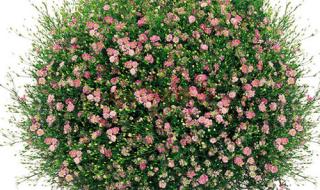 十部颜色满天星电影 十部颜色满天星电影