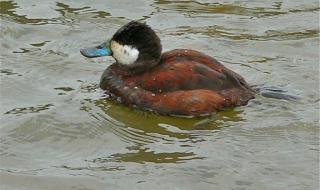 一只母鸭误入公鸭群 一只母鸭误入公鸭群